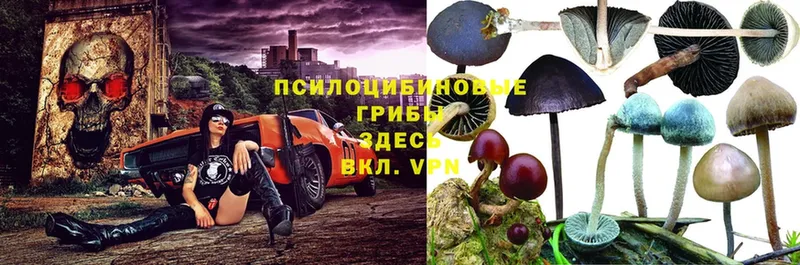 как найти закладки  Заволжск  Галлюциногенные грибы Psilocybe 